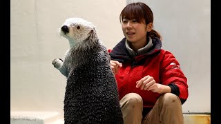 鳥羽水族館 ラッコのメイのお食事タイム