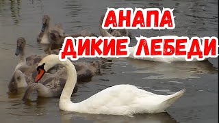 АНАПА. ДИКИЕ ЛЕБЕДИ.