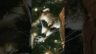 Raccoon 🦝 Christmas Tree Play #shorts