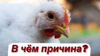 Не растут бройлеры? Основная причина понятна.