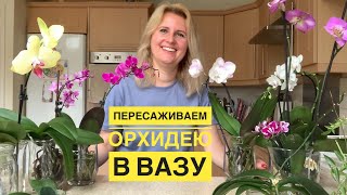 ПЕРЕСАЖИВАЕМ ОРХИДЕЮ В ВАЗУ