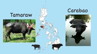 What is the difference between the tamaraw and the carabao? | Animals in the Philippines