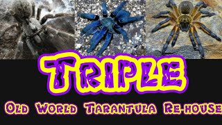 3 x Old World Tarantula Re-house