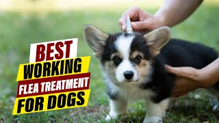 Best Flea Treatment for Dogs: A Comprehensive Guide