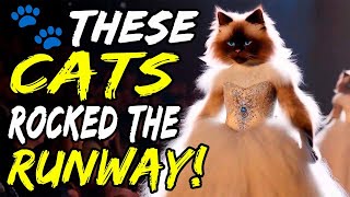 Fluffy Frenzy! 🐾These Cats Rocked the Runway!😻