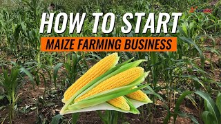 How to Start Your Maize Farming Venture Now | #maize #farming #business #money