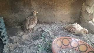 dakhni female with Irani male teetar new breeder jora