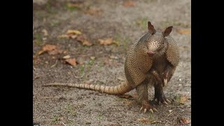 Armadillo Trapping 2