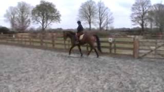 dressage anywhere april 2013