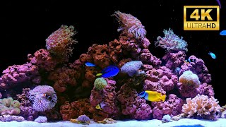 4K Real Aquarium Music Live | Beautiful Fish Tank for Meditation, Sleep & Stress Relief (12h)