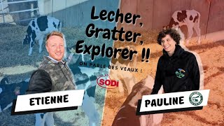 LECHER, GRATTER, EXPLORER ... on parle des veaux ! avec Etho_Diversité