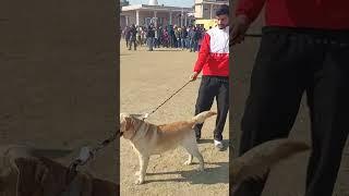 Aggressive Old School Labrador Retriver Dog 🐶👍