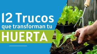 🌿 Guía Definitiva: 12 Consejos para Principiantes en la HUERTA 🌿 ¡No te lo pierdas!