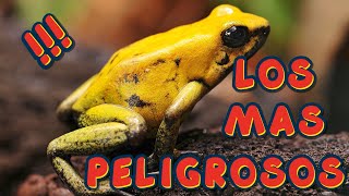 TOP 24 ANIMALES MÁS PELIGROSOS DEL MUNDO