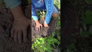 my sweet potato harvest #garden #gardening