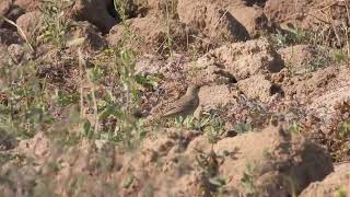 Tawny pipit