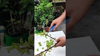 Plant Repotting 120 (Hibiscus).#shorts #viralvideo #trending