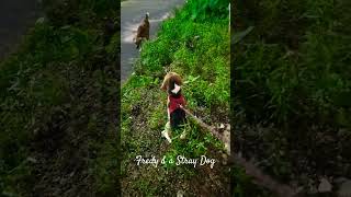 Beagle puppy facing a Stray Dog for a first time|#Shorts⁹