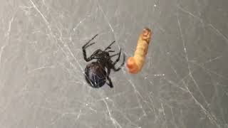 Feed my false widow Steatoda nobilis