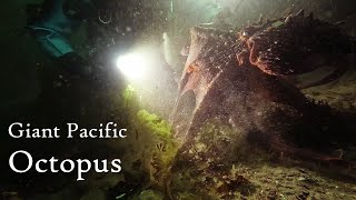 Giant Pacific Octopus Climbs Divers Arm (4k)