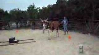 Donkey Snigging Training