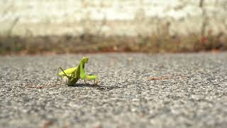 Mantis wiggling around | FREE DOWNLOAD #NoCopyright 4k #StockFootage