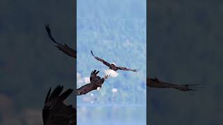 Why are eagles so dangerous? #eagles #shorts #birds