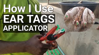 How I Identify my Pigs with Ear Tags and  Ear Tags Applicator