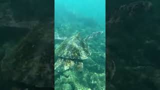 Swimming with a sea turtle #swim #ocean #sea #turtle #shorts