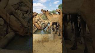 Camel drinking style 🐪 #shorts  #shortvideo  #youtubeshorts