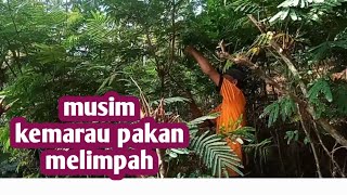 MUSIM KEMARAU PAKAN MASIH MELIMPAH RUAH