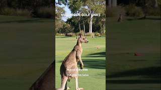 Emus as Caddies? Welcome to Nullarbor Links, the Longest Golf Course