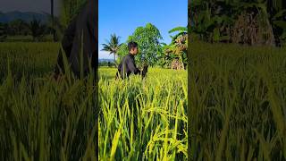 PETIK SAYURAN LEZAT YANG HIDUP DI SAWAH