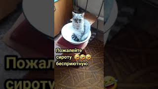 Пожалейте сироту бесприютную 🤣🤣🤣 #смешныекошки