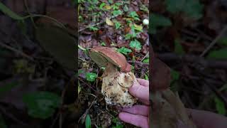 Porcini estivi.. di novembre 🤔😅 Boletus reticulatus #funghi #porcini #boletus