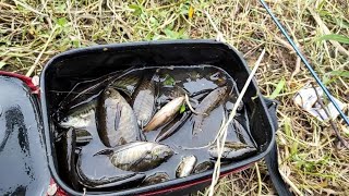 Istimewa!! Asal Mancing di parit ini pasti dapat ikan banyak #AT-61