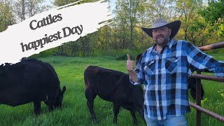 Prepping Cattle for Pasture: Cow gets INJURED!!!