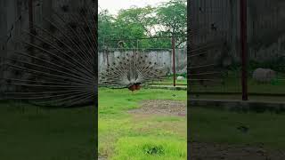 #peacock #dance #peacocksound