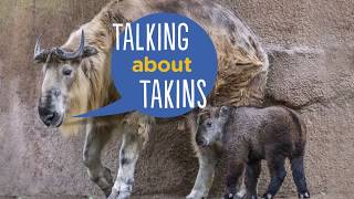 Talking about Takins