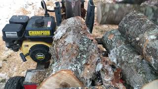 Bees nest found while Wood splitting.