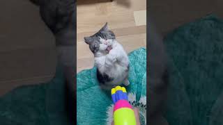 Cat yelled and asked its mother to play with it with a water gun #funnycats #funnycatvideos