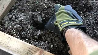 Stacking Functions By Planting Peas On Top Of Potatoes In Avacado Tree Leaves & Potting Mix Compost