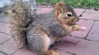 Squirrels on UC Berkeley Campus