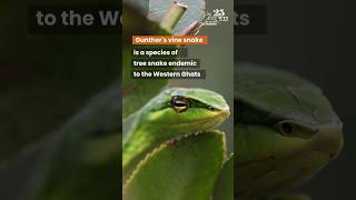 This week we are featuring the Günther's Vine Snake is  Watch to know more about this species.