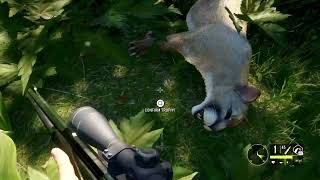 Kill Shot On A Diamond Mountain Lion!!! - COTW