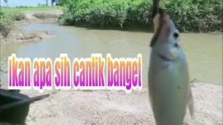 Alhamdulillah Mancing Di Sungai Ini Masih Ada Strike