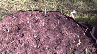 Pittman's Pumpkin Patch, Pittman's Garden Patch 2015 part 1