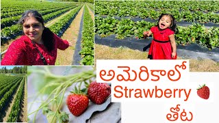 STRAWBERRY Fields In USA|| Strawberry Picking in USA|| Farming fields in USA ||Telugu Vlogs from USA