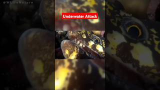 Underwater Animals | Eel vs Crab | Animals Attack #shorts