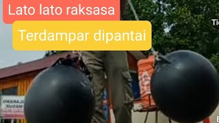 Ketemu Lato lato raksasa saat jalan jalan ke pantai